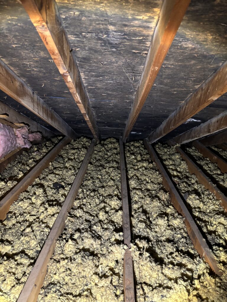 Attic mold