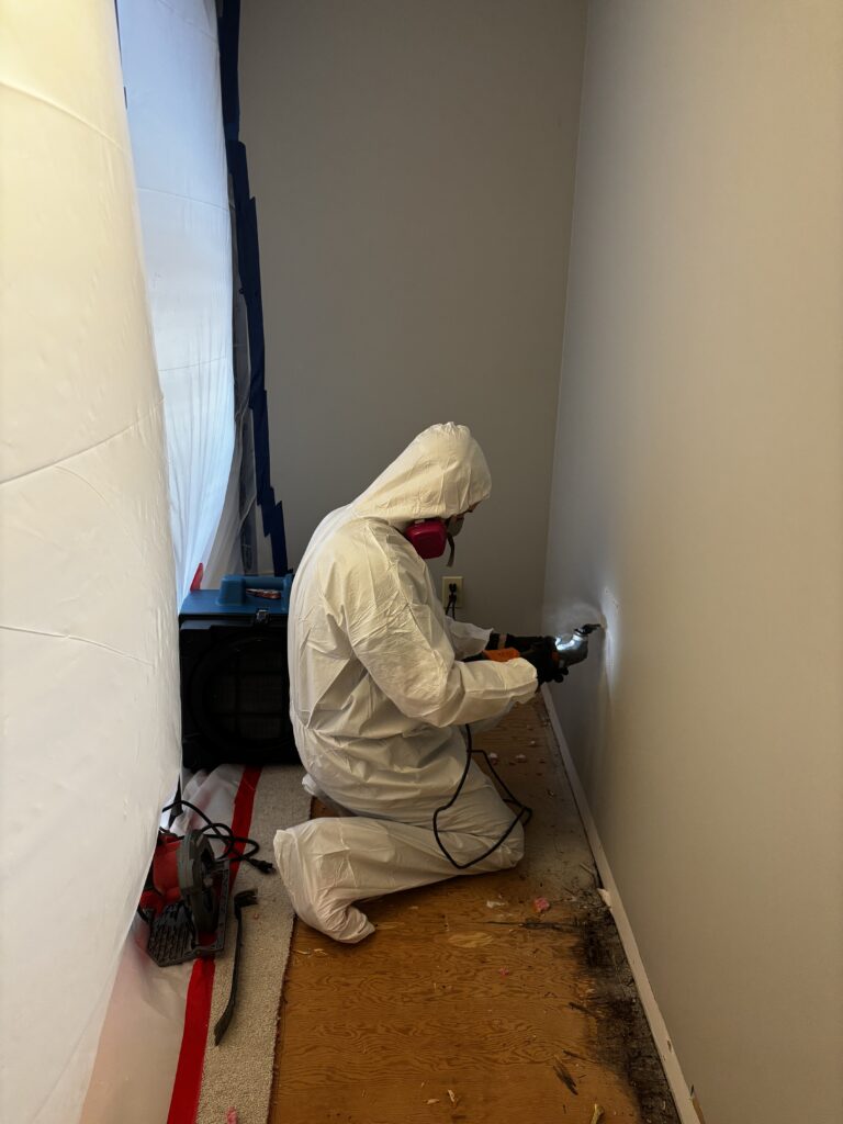 Mold Removal Company Near Me: Why ProRestore is Your Trusted Choice in Massachusetts